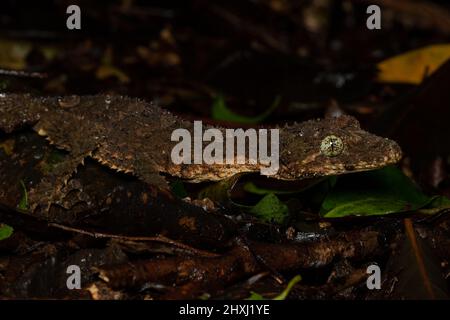 Südliche Blattschwanzgecko (Saltuarius swaini) auf dem Regenwaldboden, der mit Regentropfen bedeckt ist. Binna Burra, Queensland, Australien. Foto von Trent Townse Stockfoto