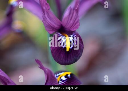 Zwergris lila Edelstein Stockfoto