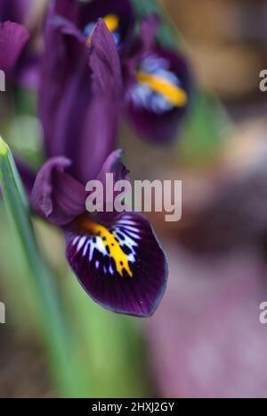 Zwergris lila Edelstein Stockfoto