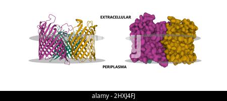 Struktur des äußeren Membranproteins PorB aus Neisseria meningitidis mit einer vermeintlichen Membran dargestellt. 3D Cartoon- und Gaußsche Oberflächenmodelle, PDB 3vzt Stockfoto
