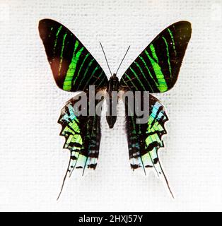 Exotischer Schmetterling auf weißem Hintergrund isoliert Stockfoto