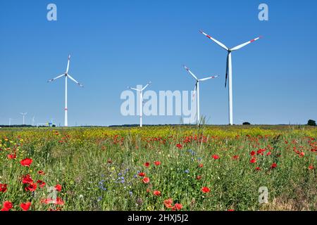 Windturbinen und eine blühende Wiese in Deutschland Stockfoto