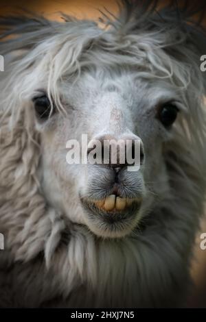 Alpaca Lama pacos Schnauzenportrait, Tier in der Familie: Camelidae, Heimatregion: Zentrale und südliche Anden von Peru bis Argentinien. Stockfoto