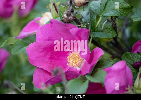 Wilde rosa Rose blühende Blume Nahaufnahme. Stockfoto