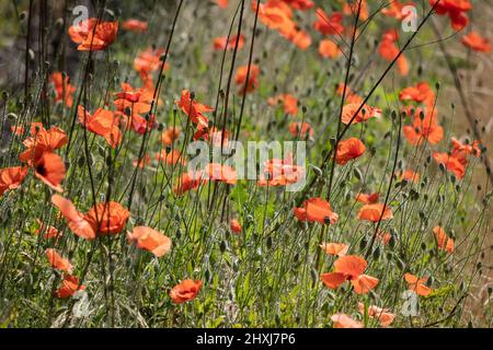 Wiese voller roter Mohnblüten in Blüte, Pflanzen in der Familie: Papaveraceae. Stockfoto