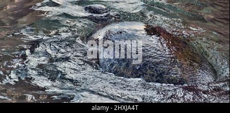 Meeresschildkröte mit einer großen Muschel in den flachen Gewässern des Laccadive Meeres. Wahrscheinlich Pacific ridley (Lepidochelys olivacea) Stockfoto