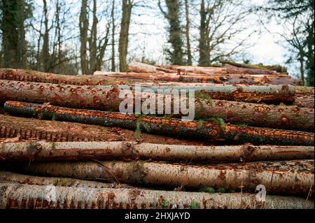 In einem horizontalen Stapel im Wald oder im Holz liegende Baumstämme Stockfoto
