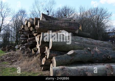 Haufen von abgeschnittenen Baumstämmen in einem Feld Bäume wachsen im Hintergrund Stockfoto