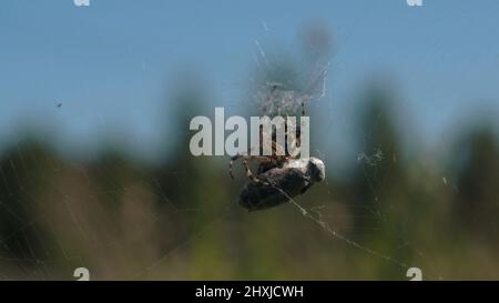 Eine Spinne, die das Netz einer Spinne webt. Kreativ. Eine große dunkle Spinne, machte ein dünnes großes Spinnennetz und sitzt darin Stockfoto