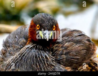 Nahaufnahme eines wunderschönen Wildvogels im Wasser, kleines Greifling-Portrait Stockfoto