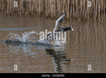 Eurasischer Ruß, Fulica atra, Running over Water, Lancashire, Großbritannien Stockfoto