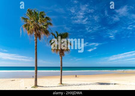 Palmen am Strand von Conil de la Frontera, Costa de la Luz, Andalusien, Spanien | Palmen am Strand von Conil de la Frontera, Costa de la Luz, Stockfoto