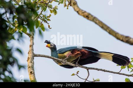 Der große blaue turaco ist die größte Art der turaco Familie endemisch in Afrika. Es hat einen leuchtend blauen Körper, abgerundete Flügel, langen Schwanz und starke Beine. Stockfoto