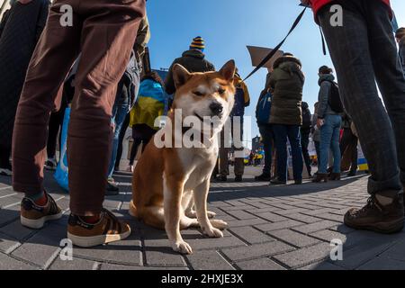 Der orangefarbene Hund Shiba Inu in der Menge Stockfoto