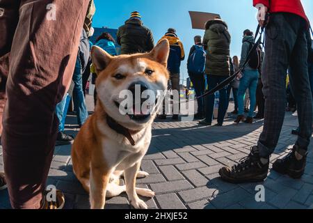 Der orangefarbene Hund Shiba Inu in der Menge Stockfoto