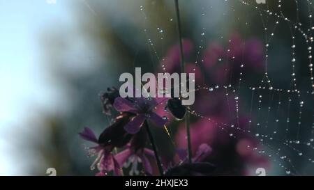 Eine kleine Spinne. Kreativ. Eine kleine Spinne, die in ihr Spinnennetz verstrickt ist und auf dem Rücken wunderschöne violette Blüten hat. Stockfoto