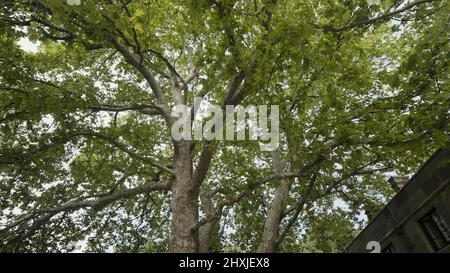 Spaziergang unter dem Sommerbaum. Aktion. Ansicht von unten auf den Baumstamm und große Äste mit üppig grünen Blättern auf bewölktem Himmel Hintergrund. Stockfoto