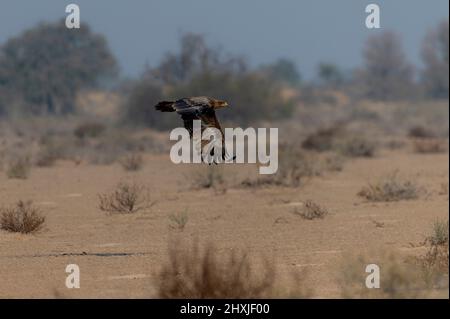 Schöner Greifvogel in der Wüste ist der Steppenadler ein großer Greifvogel. Wie alle Adler gehört sie zur Familie Accipitridae Stockfoto