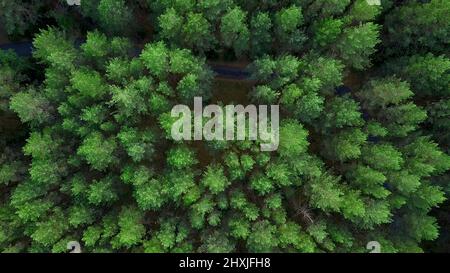 Blick auf den Wald von Hubschraubern. Clip. Riesige, hohe grüne Bäume im Wald neben der Straße Stockfoto