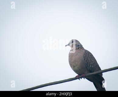 Schöner Vogel auf Draht. Getupfte Taube ( spilopelia chinensis). Stockfoto