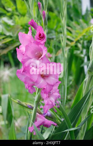 Gladiolus-Blütenspitze. Stockfoto