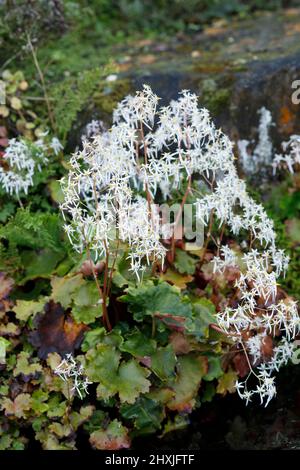 Saxifraga 'fortunei' blüht Stockfoto