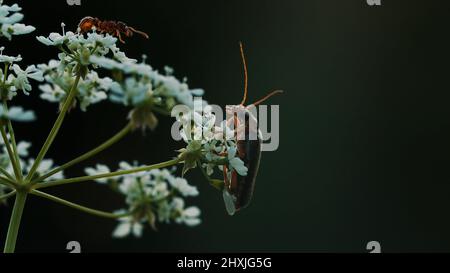 Eine Blume in der Makrofotografie. Kreativ. Insekten mit großem Schnurrbart sitzen auf einer kleinen weißen Blume Stockfoto