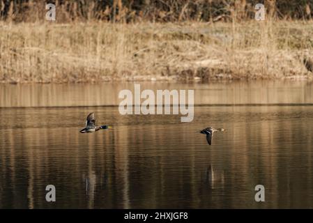 Die Oberfläche des Sees ist leicht wellig. Zwei Stockenten fliegen mit ihren Flügeln, die sich tief über dem Wasser ausbreiten. Es ist früher Frühling. Stockfoto