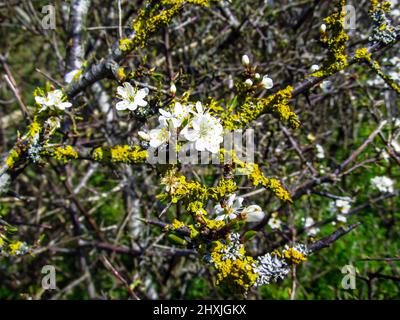 Die zarten weißen Blüten der Prunus Cerasus, Sour Cherry oder Zwergkirsche, im frühen Frühjahr in den Southern Downs von Kent, Großbritannien Stockfoto