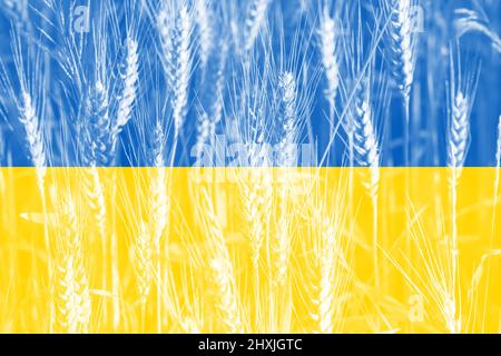 Weizenpreiserhöhung in der Ukraine mit Flagge als Konzept. Stockfoto