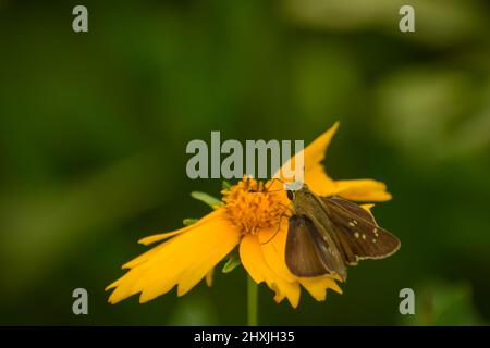 Kleiner Schmetterling auf gelber Blume. Kleiner Schnupfling ( pelopidas mathias ) Stockfoto