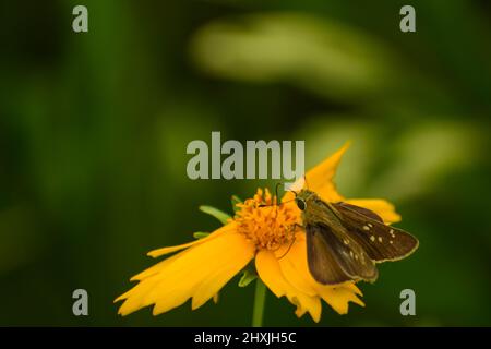 Wunderschöne kleine Schmetterling auf gelbe Blume. Kleine gebrandete Mauersegler ( pelopidas mathias ) Stockfoto