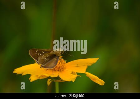 Wunderbarer kleiner Schmetterling auf gelber Blume. Kleiner gebrandeter Mauersegler ( pelopidas mathias ) Stockfoto