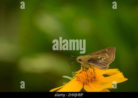 Erstaunliche kleine Schmetterling auf gelbe Blume. Kleine gebrandete Mauersegler ( pelopidas mathias ) Stockfoto