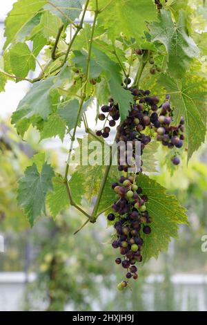 Vitis vinifera. Traube „Madeleine Silvaner“ Stockfoto