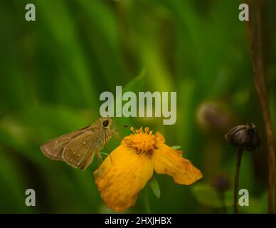 Schöne kleine Schmetterling auf Blume. Kleine gebrandete Mauersegler ( pelopidas mathias ) Stockfoto