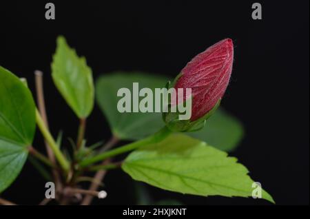 Nahaufnahme der Hibiscus rosa-sinensis, bekannt als Chinarose Stockfoto