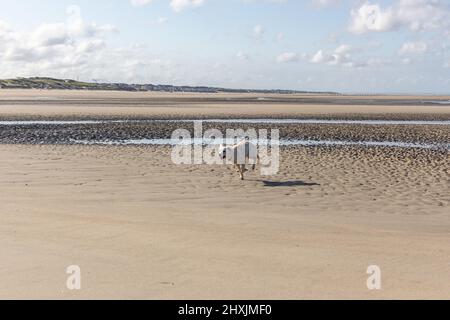 Hündchen Hündchen ist zum ersten Mal am Strand in Fort-Mahon-Plage, Frankreich, Europa Stockfoto