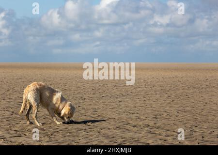 Hündchen Hündchen ist zum ersten Mal am Strand in Fort-Mahon-Plage, Frankreich, Europa Stockfoto