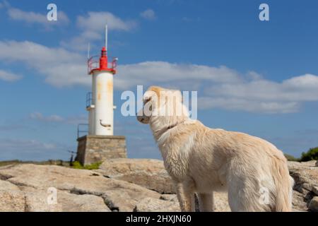 Junger Welpe vor einem Leuchtturm an der Küste von Ploemeur, nahe Lorient, Bretagne, Frankreich Stockfoto