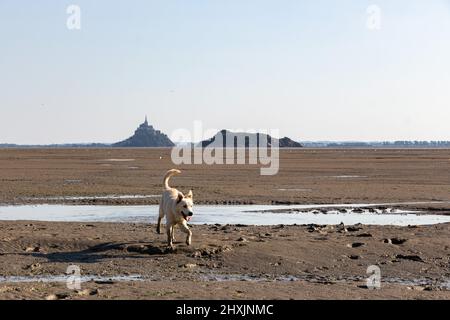 Junger Welpe am Strand in der Bucht von Le Mont-Saint-Michel, Frankreich Stockfoto