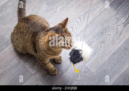 Kätzchen zu Hause spielt mit einer Maus an einem Seil. Nahaufnahme im Hochformat Stockfoto