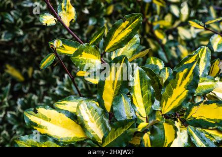 Regen auf einem Elaeagnus pungens 'maculata'. Stockfoto