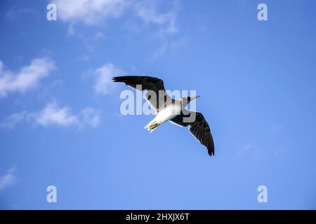 Große weiße Möwe fliegt in blauem Himmel mit Wolken, Freiheit in freier Wildbahn. Nahaufnahme. Ansicht von unten. Speicherplatz kopieren. Selektiver Fokus. Stockfoto