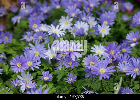 Anemone blanda wächst im Garten. Stockfoto