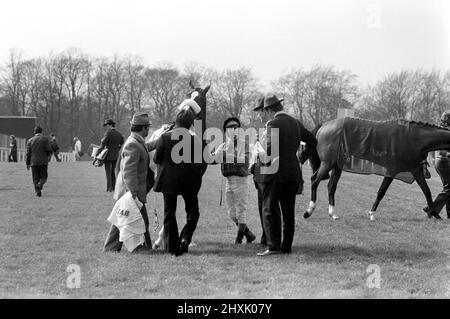 Jockey Willie Carson. „All the Queens Horses“. In West Ilsley steht Berks-Trainer Major W. R. Hern vor den 13 Pferden für die Queen. Von links nach rechts: Hintere Reihe Star Harbour; Circlet; Alma; Tartan Pimpernell; Dunfermline; Und Mary Fitton. Erste Reihe: Bewertung; Kette der Argumentation; Fife und Trommel; Herzog der Normandie; Rhyme Royal; Gesellig und Paintbrust. Der Mann 2. von rechts ist Stan Clayton, ehemaliger Jockey der Queen. 1977 77.-02213-001. April Stockfoto