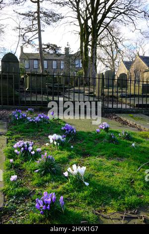 Crocus in Graveyard, Haworth Parsonage Museum, West Yorkshire Stockfoto