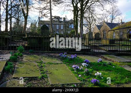 Crocus in Graveyard, Haworth Parsonage Museum, West Yorkshire Stockfoto