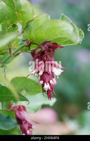 Leycesteria Formosa. Himalayan Honeysuckle Blume. Stockfoto