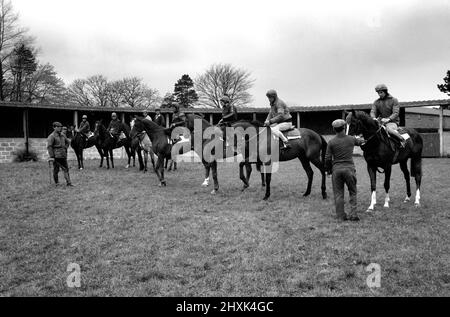 Jockey Willie Carson. „All the Queens Horses“. In West Ilsley steht Berks-Trainer Major W. R. Hern vor den 13 Pferden für die Queen. Von links nach rechts: Hintere Reihe Star Harbour; Circlet; Alma; Tartan Pimpernell; Dunfermline; Und Mary Fitton. Erste Reihe: Bewertung; Kette der Argumentation; Fife und Trommel; Herzog der Normandie; Rhyme Royal; Gesellig und Paintbrust. Der Mann 2. von rechts ist Stan Clayton, ehemaliger Jockey der Queen. 1977 77.-02213-002. April Stockfoto